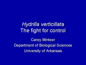 Hydrilla verticillata The fight for control Carey Minteer