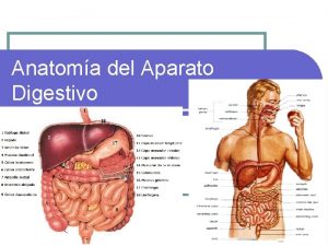 Anatoma del Aparato Digestivo Etapas del proceso digestivo