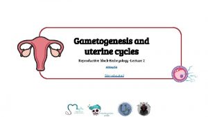 Gametogenesis and uterine cycles Reproductive blockEmbryology Lecture 2