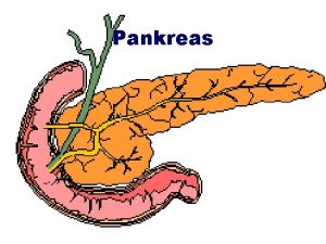 Pankreas Pankreas Vtina m exokrinn funkci enzymy zavacho