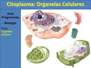 Citoplasma Organelas Celulares Aula Programada Biologia Tema Organelas