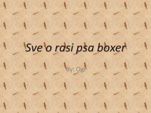 Sve o rasi psa boxer By Ogi Osnovni