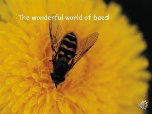 The wonderful world of bees Bees are insects