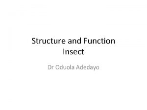 Structure and Function Insect Dr Oduola Adedayo Mouthpart