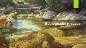 Ecologische niveaus Ecologische niveaus Individu Een organisme van