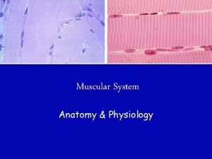 Muscular System Anatomy Physiology Muscles From the Latin