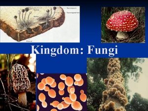 Kingdom Fungi Five kingdom system of classifying living