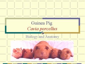 Guinea Pig Cavia porcellus Biology and Anatomy Origin
