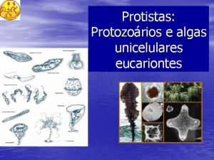 Protistas Protozorios e algas unicelulares eucariontes Os protistas