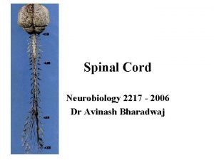 Spinal Cord Neurobiology 2217 2006 Dr Avinash Bharadwaj