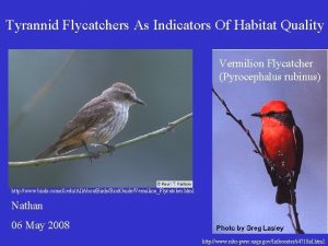 Tyrannid Flycatchers As Indicators Of Habitat Quality Vermilion