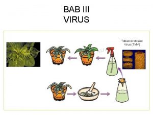 BAB III VIRUS Tobacco Mosaic Virus TMV LEARNING