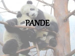 PANDE panda je sisavac uobiajeno kvalificiran u porodicu