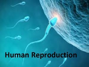 Human Reproduction Reproductive Systems Although structurally and functionally