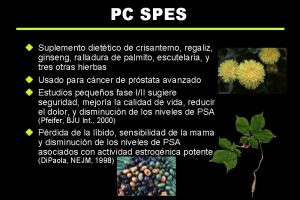 PC SPES u Suplemento diettico de crisantemo regaliz