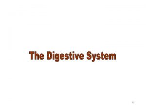 The Digestive System 1 The Digestive System Consists