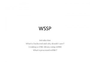 WSSP Introduction What is Duckweed and why should