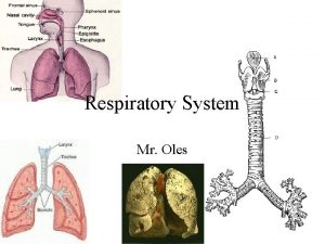 Respiratory System Mr Oles Purpose of the respiratory