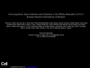 Immunoglobulin Gene Insertions and Deletions in the Affinity