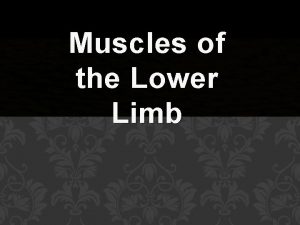 Muscles of the Lower Limb Movement at the