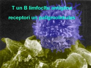 T un B limfoctu antigna receptori un palgmolekulas