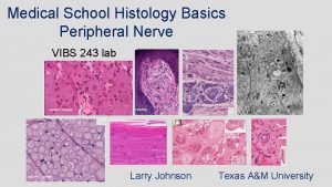 Medical School Histology Basics Peripheral Nerve VIBS 243