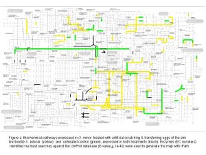 Figure a Biochemical pathways expressed in U minor