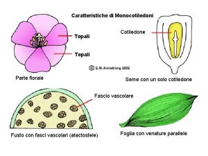 Caratteristiche di Monocotiledoni Cotiledone Tepali Parte fiorale Seme