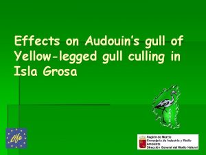 Effects on Audouins gull of Yellowlegged gull culling