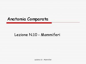 Anatomia Comparata Lezione N 10 Mammiferi Lezione 10