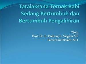 Tatalaksana Ternak Babi Sedang Bertumbuh dan Bertumbuh Pengakhiran