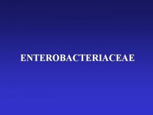 ENTEROBACTERIACEAE ENTEROBACTERIACEAE RodShaped Bacterium E coli division SEM