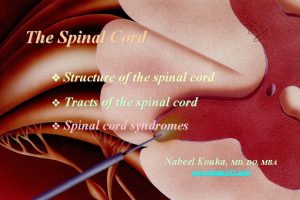 The Spinal Cord Structure of the spinal cord