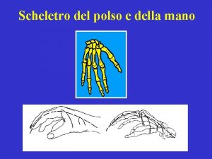 Scheletro del polso e della mano Mobilit Posizione
