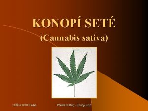 KONOP SET Cannabis sativa SOS a SOU Kada