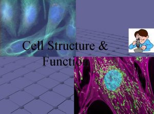 Cell Structure Function Cell Organelles Organelle little organ