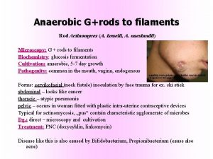 Anaerobic Grods to filaments Rod Actinomyces A israelii