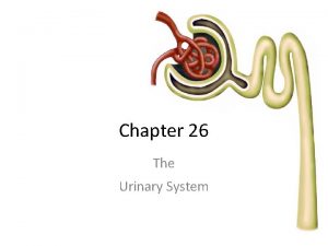 Chapter 26 The Urinary System The Urinary System