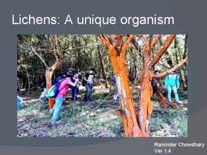 Lichens A unique organism Raminder Chowdhary Ver 1