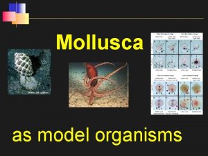 Mollusca as model organisms Gasteropodi conotossina Ziconotide Prialt
