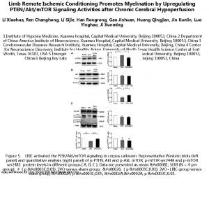 Limb Remote Ischemic Conditioning Promotes Myelination by Upregulating