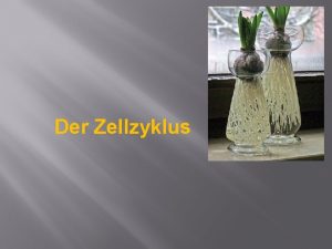 Der Zellzyklus Die Mitose als Teil des Zellzyklus