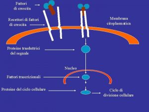 Fattori di crescita Membrana citoplasmatica Recettori di fattori