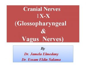 Cranial Nerves 1 XX Glossopharyngeal Vagus Nerves By