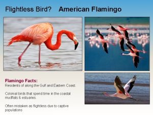 Flightless Bird American Flamingo Facts Residents of along