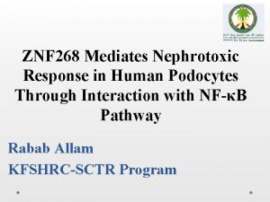 ZNF 268 Mediates Nephrotoxic Response in Human Podocytes