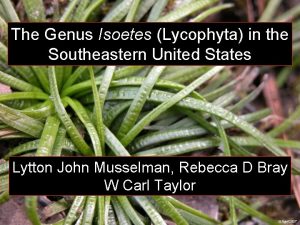 The Genus Isoetes Lycophyta in the Southeastern United