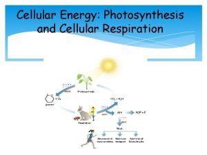 Cellular Energy Photosynthesis and Cellular Respiration PHOTOSYNTHESIS ENGAGE