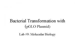 Bacterial Transformation with p GLO Plasmid Lab 9