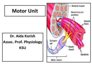 Motor Unit Dr Aida Korish Assoc Prof Physiology